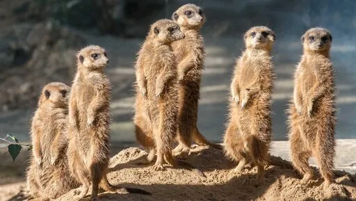 Feierabend-Tour im Zoo Berlin